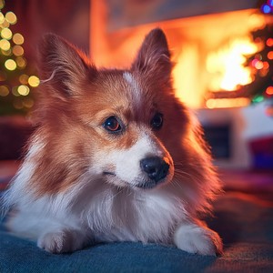 Lying Soft Beside The Fire