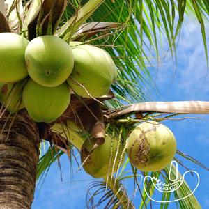 coconut