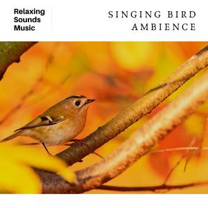 Singing Bird Ambience