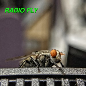Radio Fly (The Singles) [Explicit]
