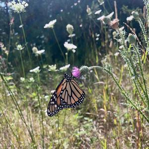 Butterfly freestyle (Explicit)