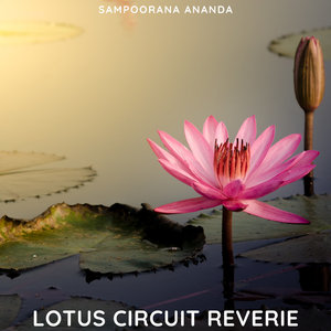 Lotus Circuit Reverie