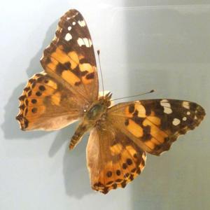 PAINTED LADY. (feat. milkbain)