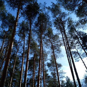 Майский жук