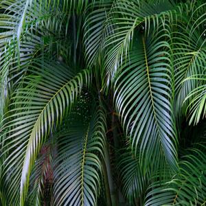 King Alpha God The Teacher