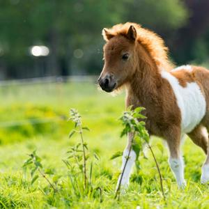 Wish I Had A Friend Or A Lil Space Pony (Explicit)