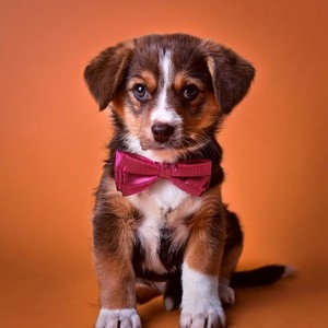 Sinfonía Calmante Para Los Durmientes Peludos