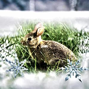 snow bunnies (feat. Xaxanity)