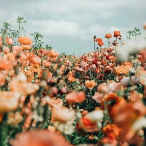 每日开心一刻 (Demo)