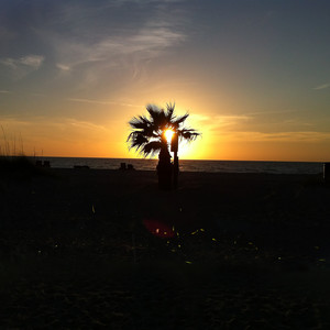 Memories and Fireflies