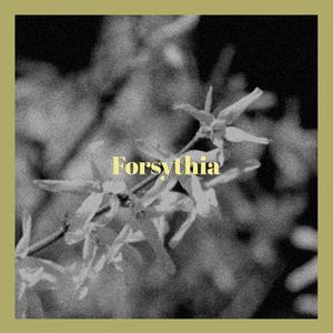 Forsythia