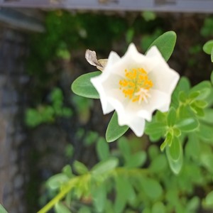 桂林米粉路边摊