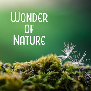 Wonder of Nature - Stress Relief, Full Mute, Best Cure, Most Beautiful