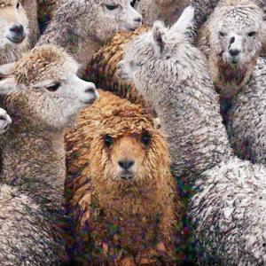 Family as **** (feat. Curren$y) (Explicit)