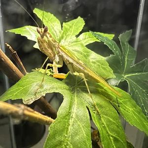 The mantis.dnb (RipGeoff) (Explicit)