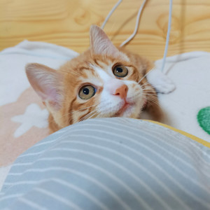 楚枫桥日记2