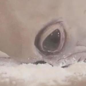 Abduction (Alien ***)