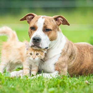 Pet Relaxation: Soothing Sounds for Animal Calm