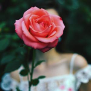 Eternal Rose