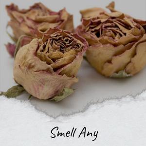 Smell Any