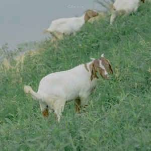 怎么好像有一阵风 (晴子版)