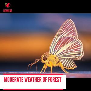 Moderate Weather of Forest