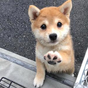 瑾甜 - 潮汐 (电音女生版|翻自 傅梦彤)