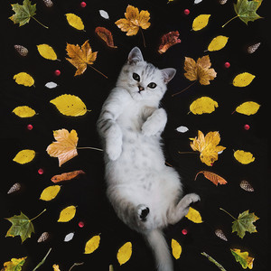 Yo Tenía Diez Perritos