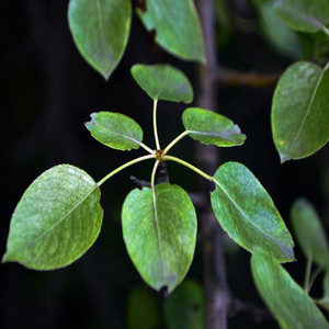 Killer Beast (Original Mix)