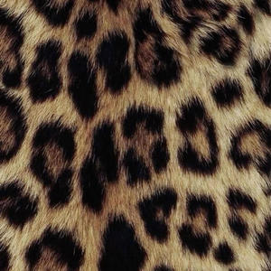 leopard (Explicit)