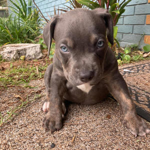 Lets Do It (Duuuval) (Explicit)