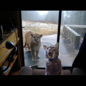 做我的猫 (Single Version)