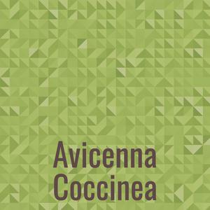 Avicenna Coccinea