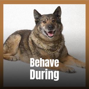 Behave During