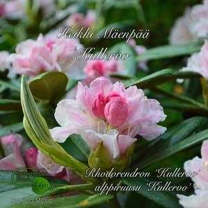 Rhododendron 