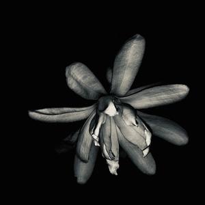 Petal Rot (Radio Edit)