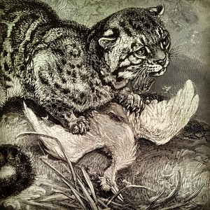 Unkindness of Ravens