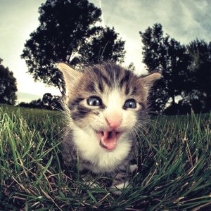 Je veux juste qu’on puisse lover (Explicit)