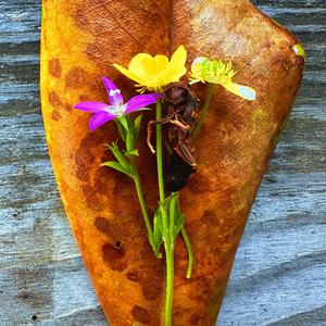 FUNERAL FOR A WASP (Explicit)