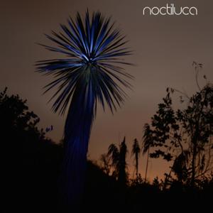 Noctiluca