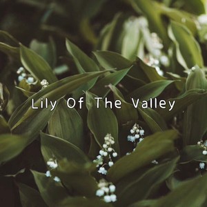 Lily of the valley