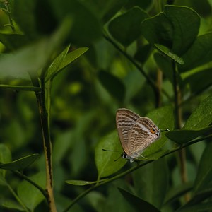 小小