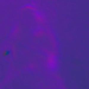 Plateau (feat. Sushee) (Explicit)