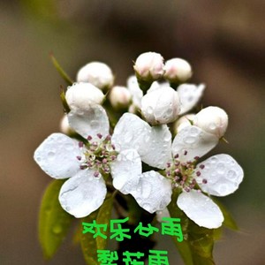 秋风扫落叶古筝