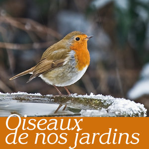 Oiseaux de nos jardins