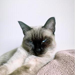 Nankör Kedi (Inst.)