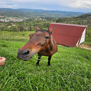 Eco de un Corazón Roto