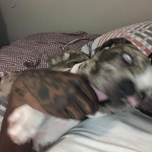 AllFactsKuxGrdstpd (feat. Luh BB) (Explicit)