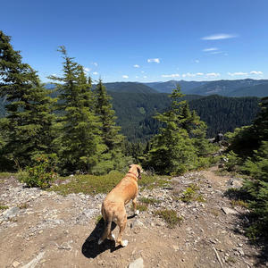 wrong dog (a lullaby)