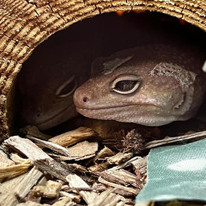 #stopusinghastags (feat. Bubz) (Explicit)